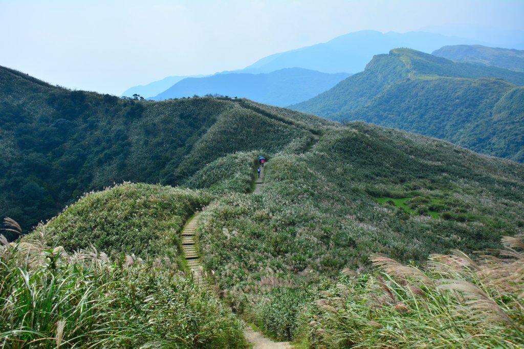 草嶺古道 桃源谷 芒花季_1509027