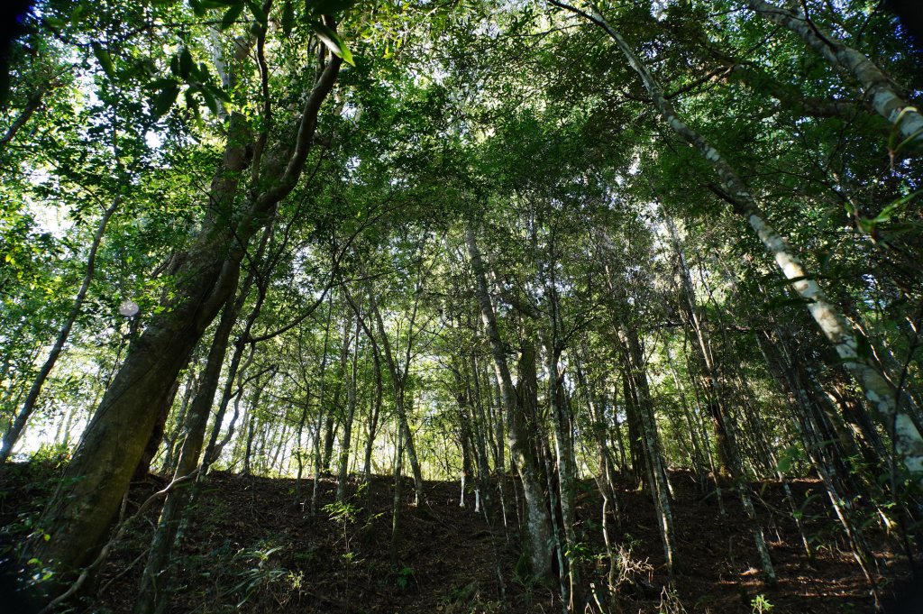 新竹 尖石 屯野生台山、石麻達山、錦屏山_2904259