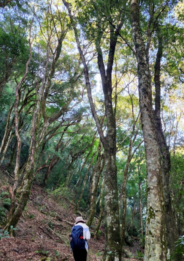 【中級山】插天山的奇幻世界，赫威山，赫威神木群步道_2741269