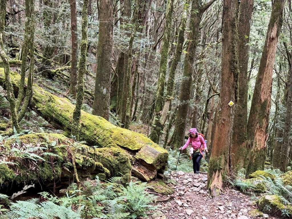 回程下雨的 松鶴上 八仙山 20251025_2925753