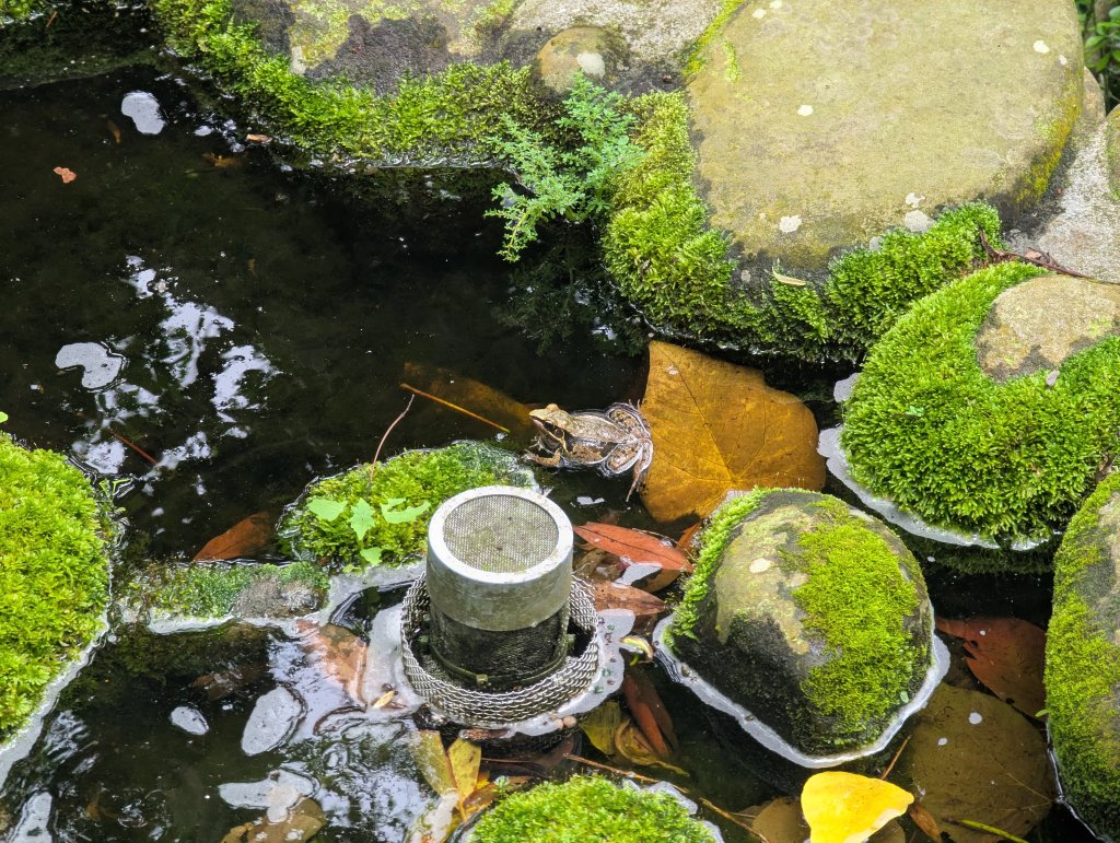 2025.06.14－圓山經基隆河畔到芝山巖_2811655