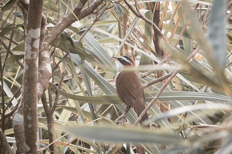 菅芒浪白｜五分山_2356459