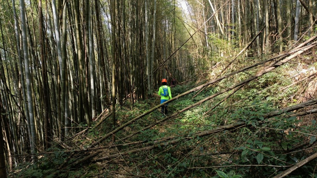 大秘寶探勘第九次 崩棚山西南稜線縱走光崙山大O繞大石翁山撿山頭全線貫通 2023年2月17日_2034428