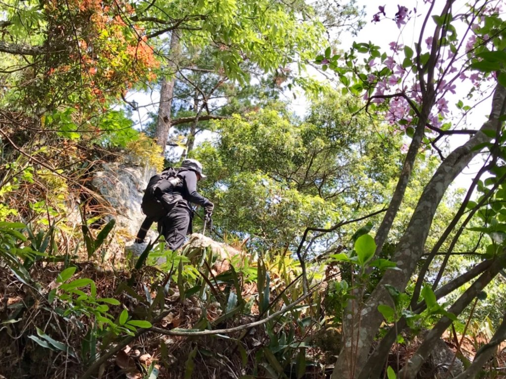 德芙蘭步道環走東卯山_565634