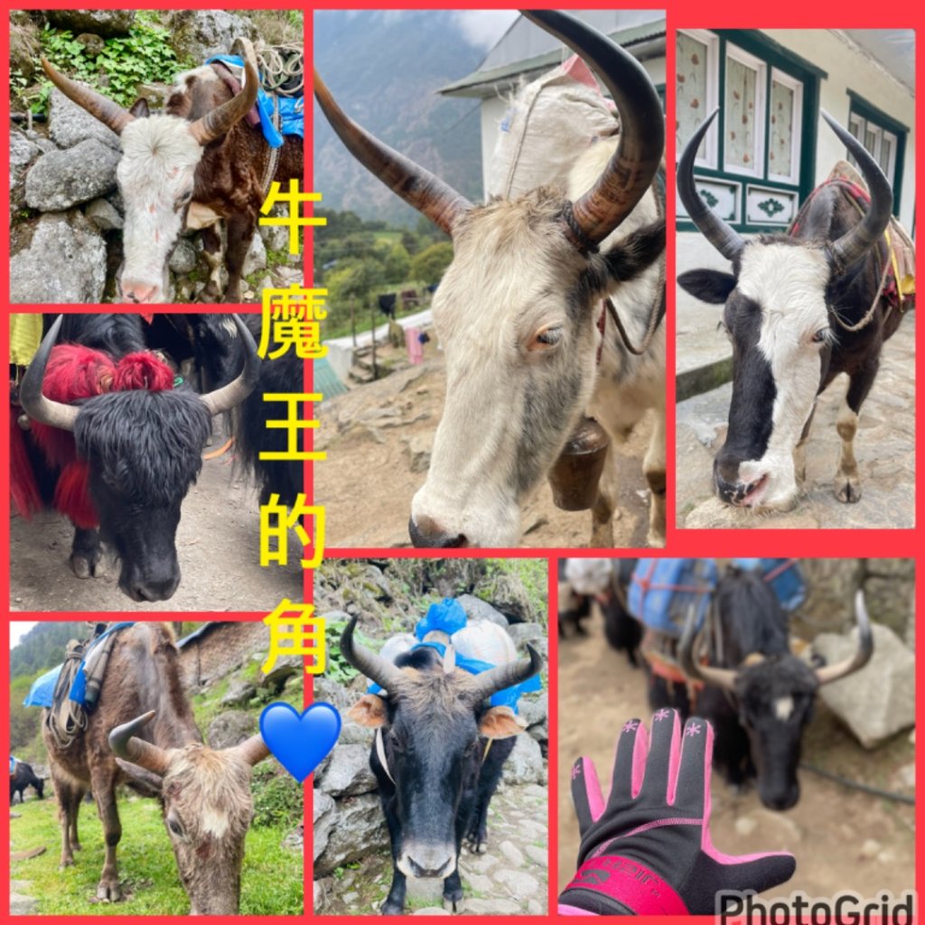 尼泊爾聖母峰EBC基地營❤️人物篇_2803394