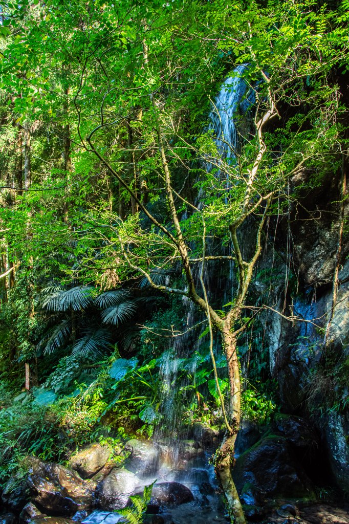 馬武督探索森林_2930692