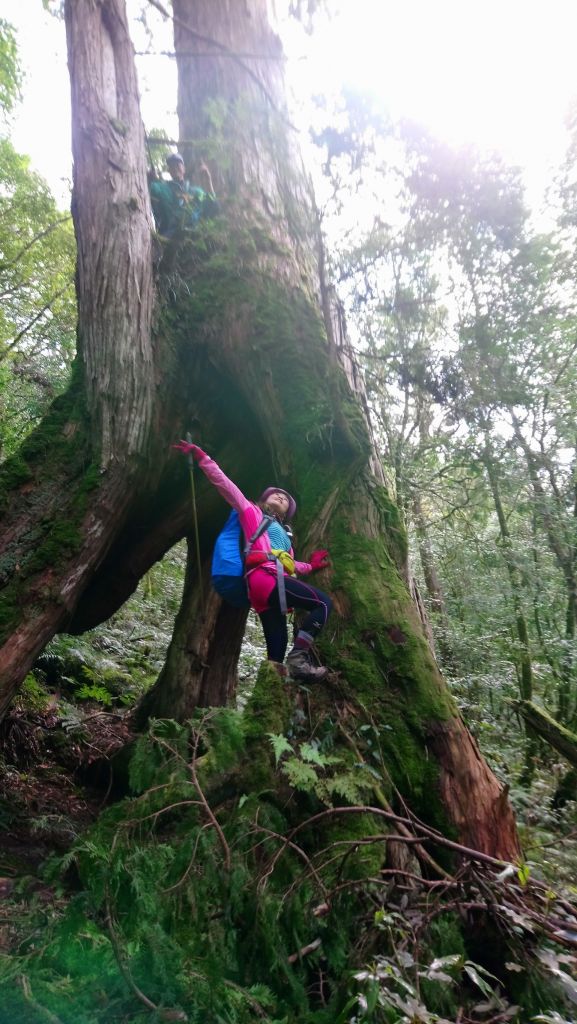 米羅山之木_292493