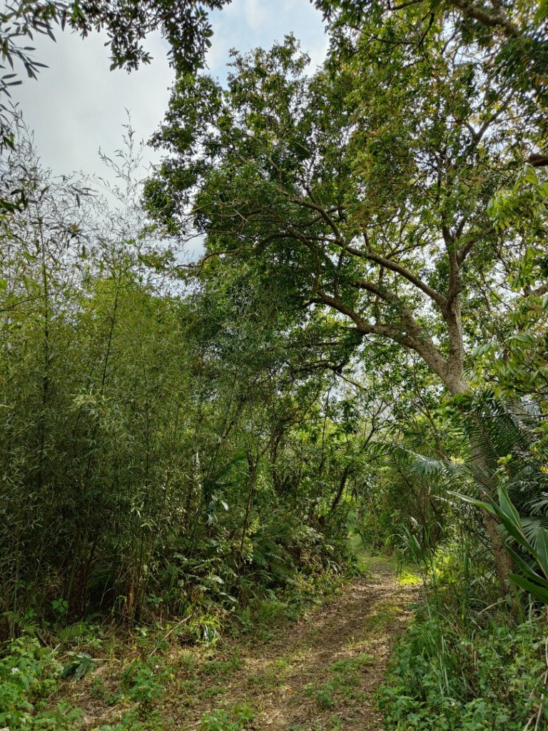 2024.03.24 飛鳳古道_2908488