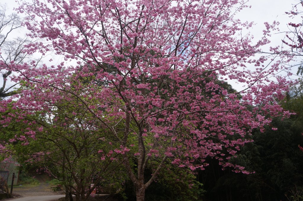 現在來石壁風景區九芎神木區賞花正是時候！_1614774
