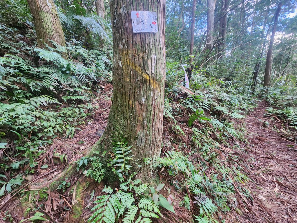 20250302樂佩山_2754726