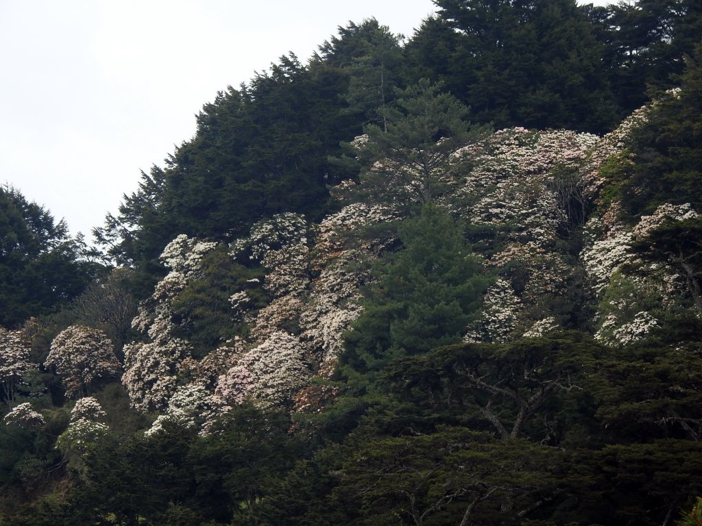 20190413塔塔加麟趾山賞花_567840