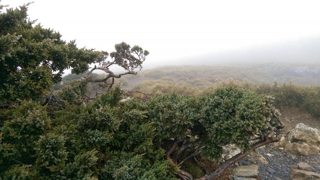 初登百岳-合歡山東峰_35914