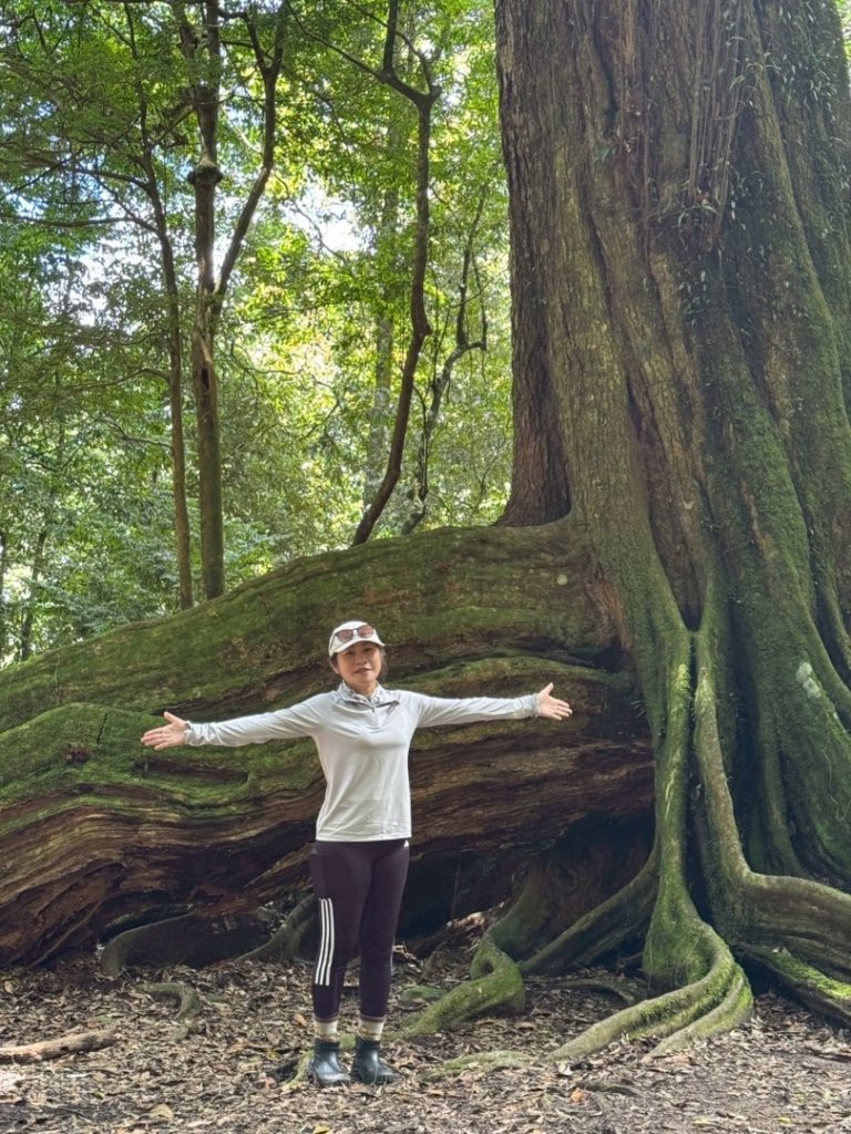 雪見大板根_2884118