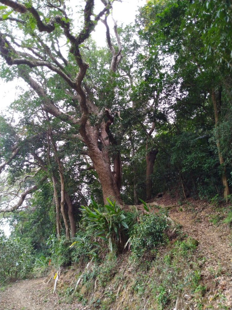 新竹 芎林 三段崎古道_873894