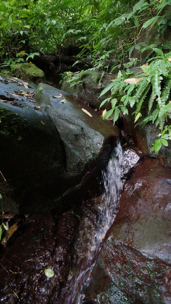 白雞山連走之花_574050