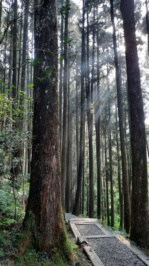 《南投》溪頭四姝｜杉林溪杜鵑林步道環金柑樹山O型20220430_1695558
