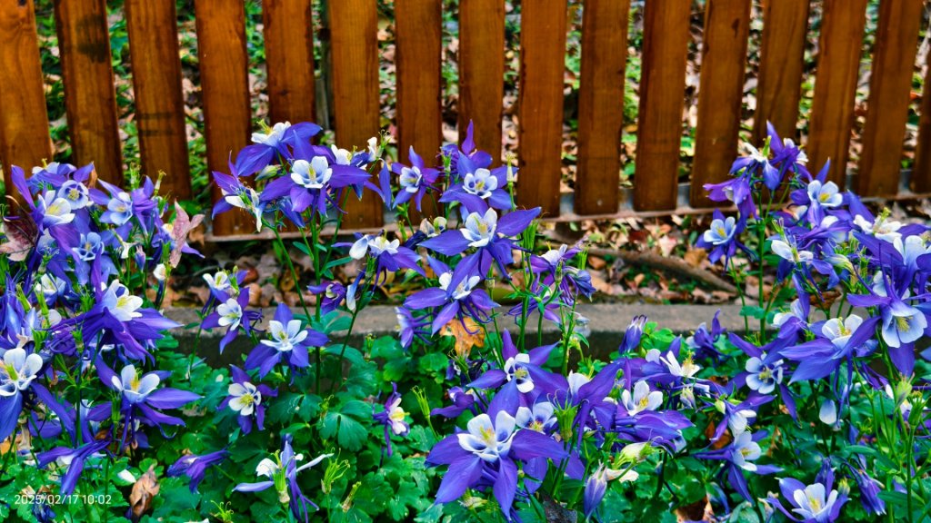 翡翠水庫壩頂&士林官邸鬱金香 2/17_2714038