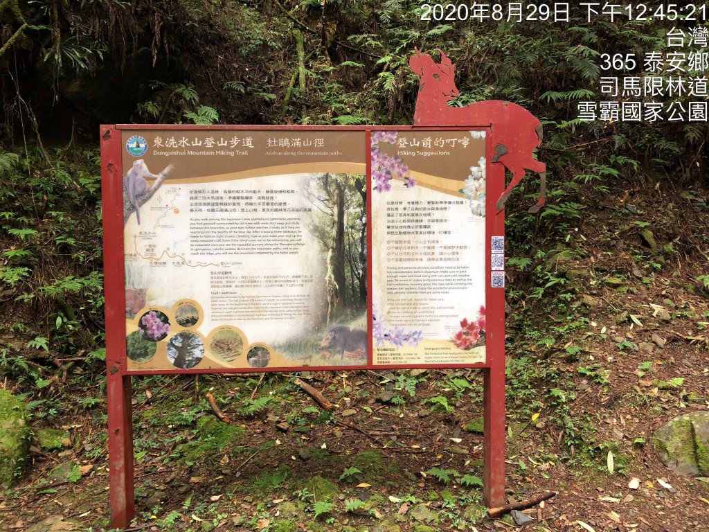 雪見遊憩區/司馬限林道/東洗水山_1086223