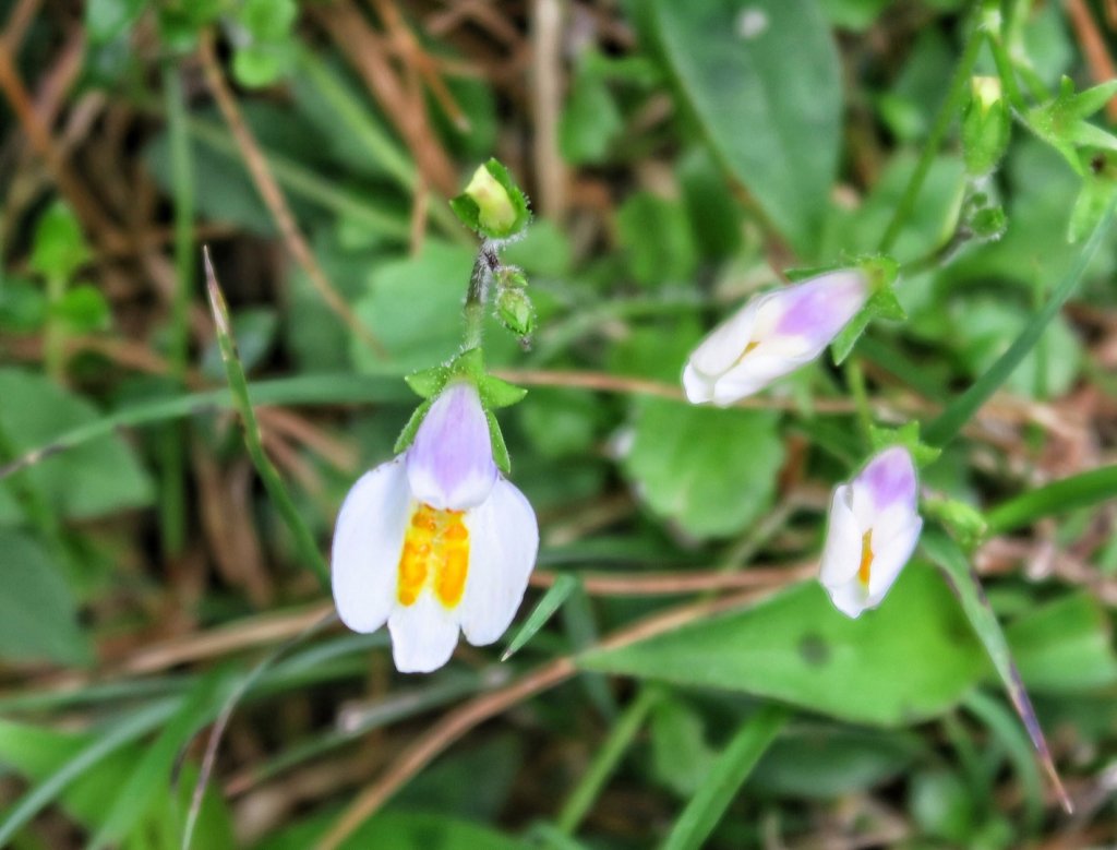 鹿林山 鹿林前山 麟趾山塔塔加三山縱走_1741235