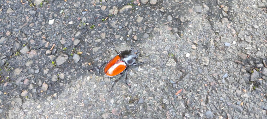 秀才登山步道_2936936