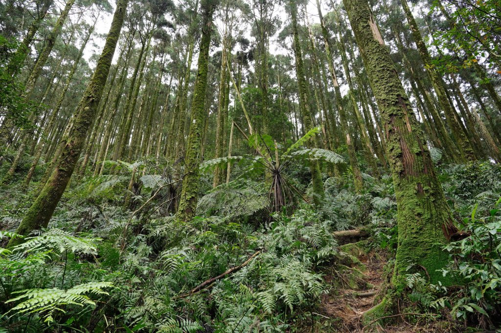 新北 烏來 大桶山、火燒樟山_2728777