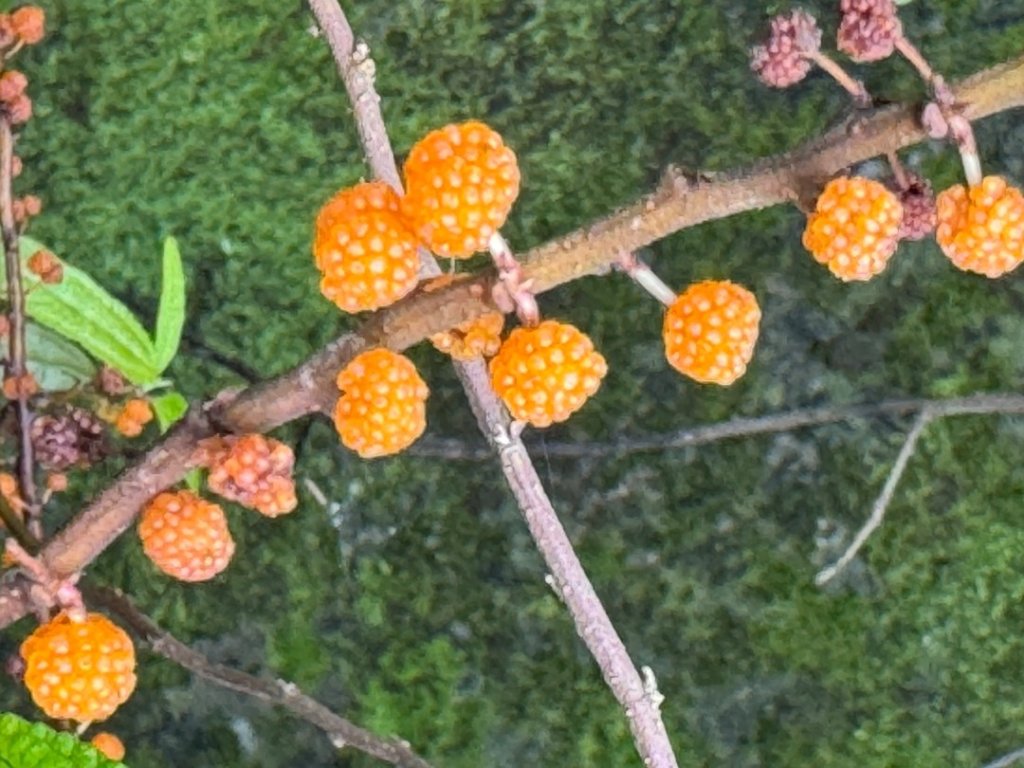 炮子崙瀑布_2769592