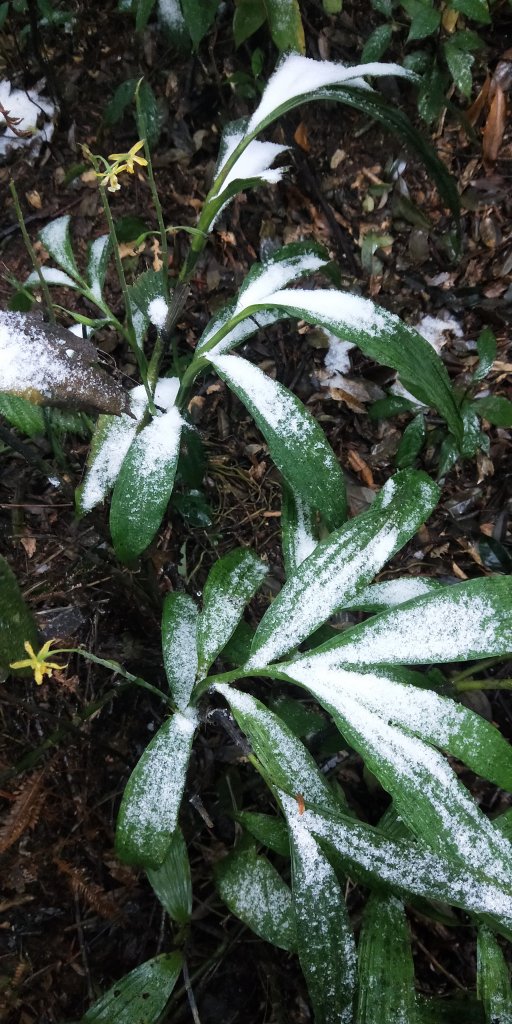 父子倆包山，內洞林道上大保克山群峰追雪_1232859
