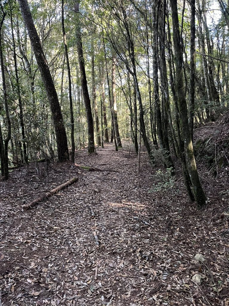 雪見大板根_2959269