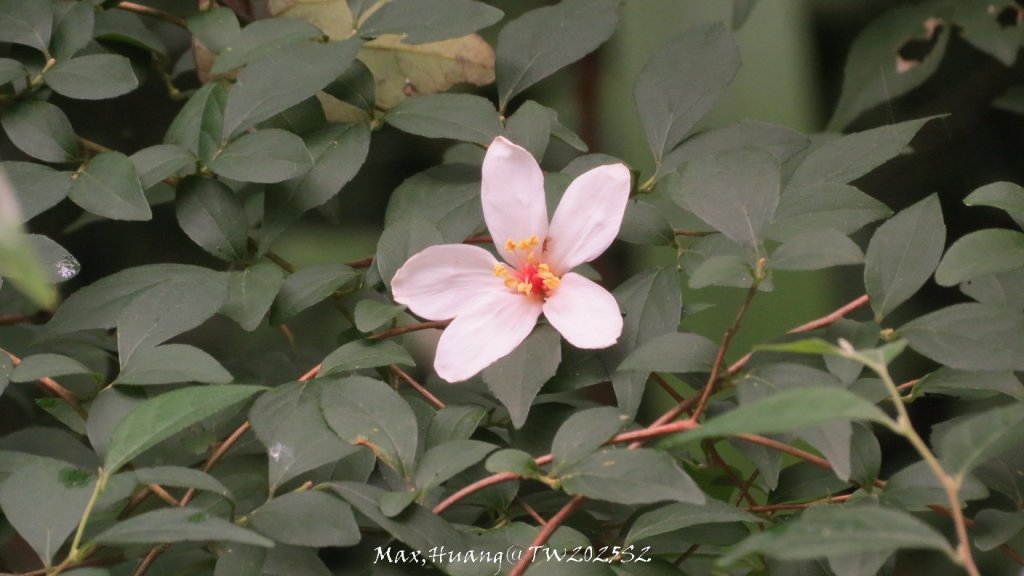 《苗栗》桐花茶園｜四月雪小徑登慈濟山三義山20250427_2771263