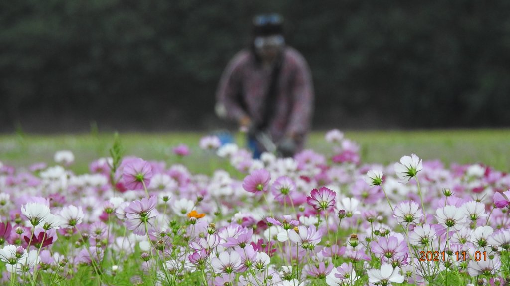 追花是簡單的快樂，賞花是恬淡的幸福。_1500759
