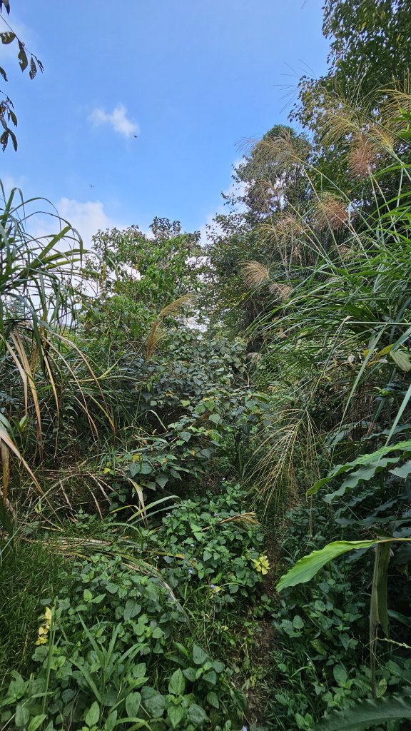 【稜線瘦如刀鋒，山形橫亙如屏風】解鎖第55座小百岳 #045 大橫屏山_2932888