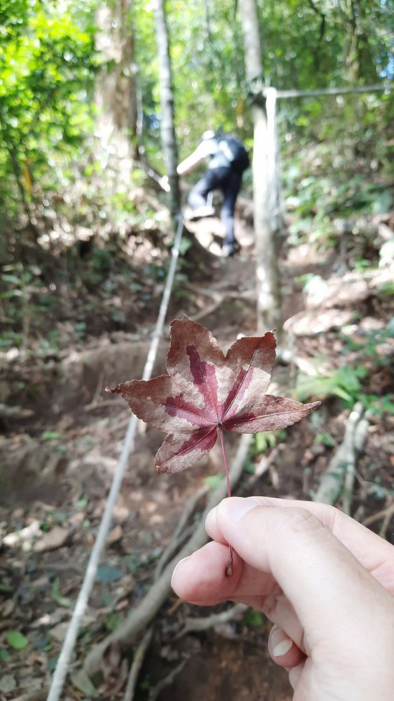 《新竹》幸福雲海｜鵝公髻山步道X山上人家20221105_1900196