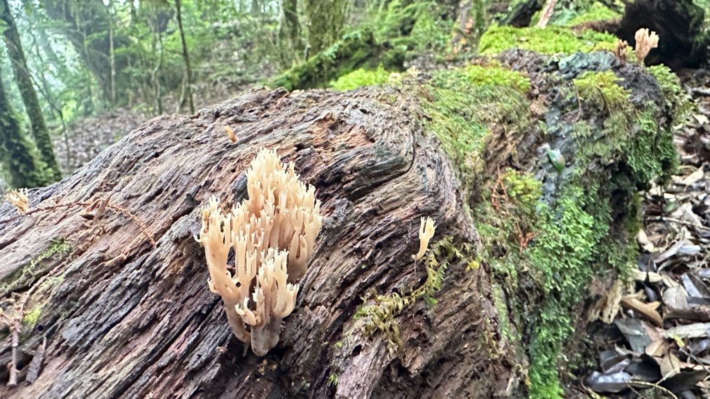 觀雪縱走_2836084