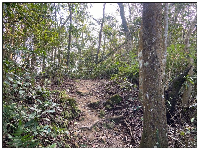 頭寮山、內湳溝山、牛角湳西南峰O型連走_2738967