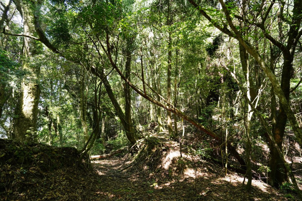 新竹 五峰 油羅山、霞山_2798256