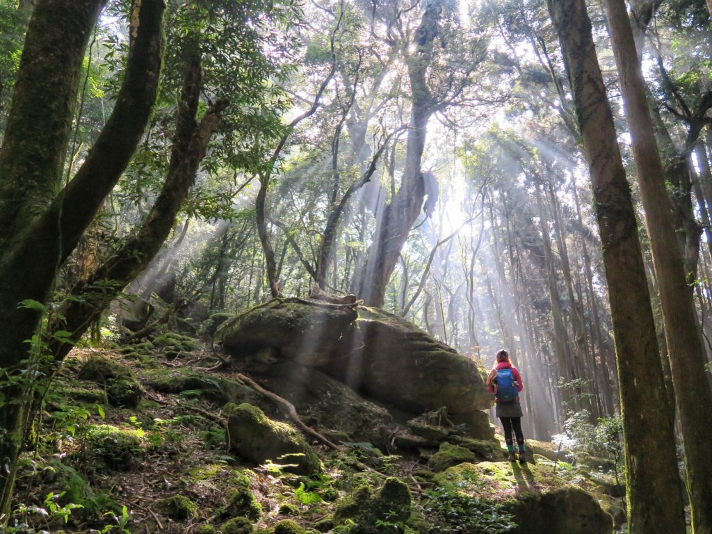 加里山 - 大坪登山口 杜鵑嶺上 二坪下封面圖