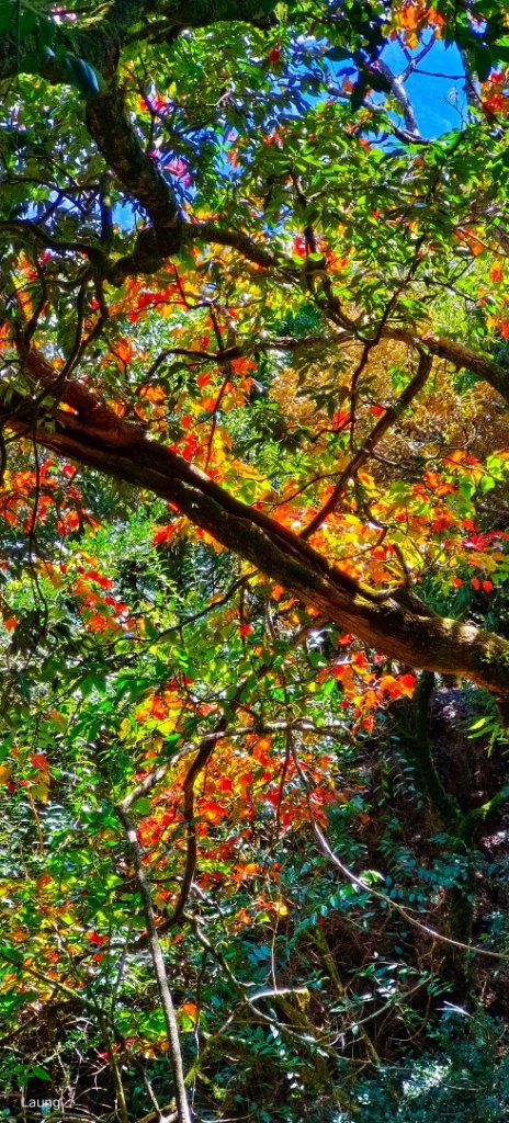 111.12.18 虎山-加里山-虎山（虎加虎縱走）_1959007