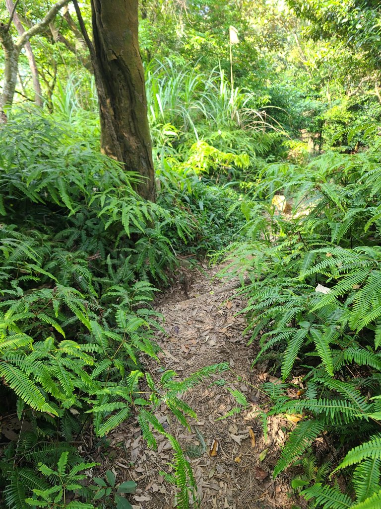 挑炭古道(三通嶺古道)+慈濟山步道_2780432