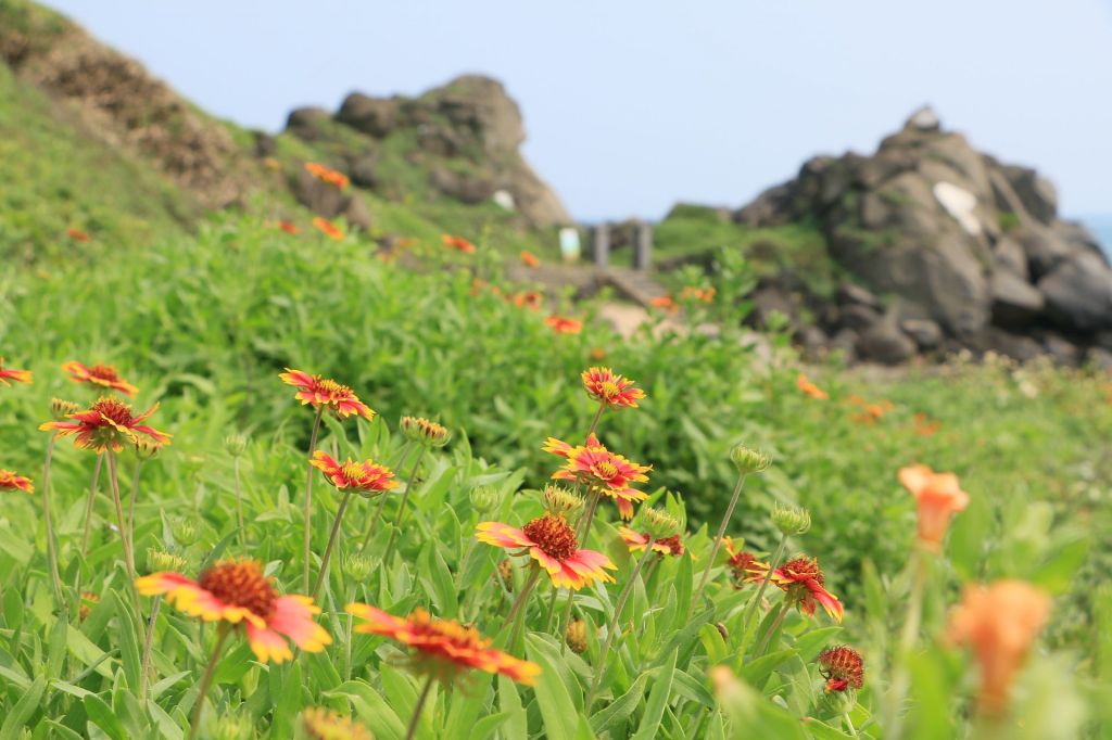 野百合與天人菊_125207