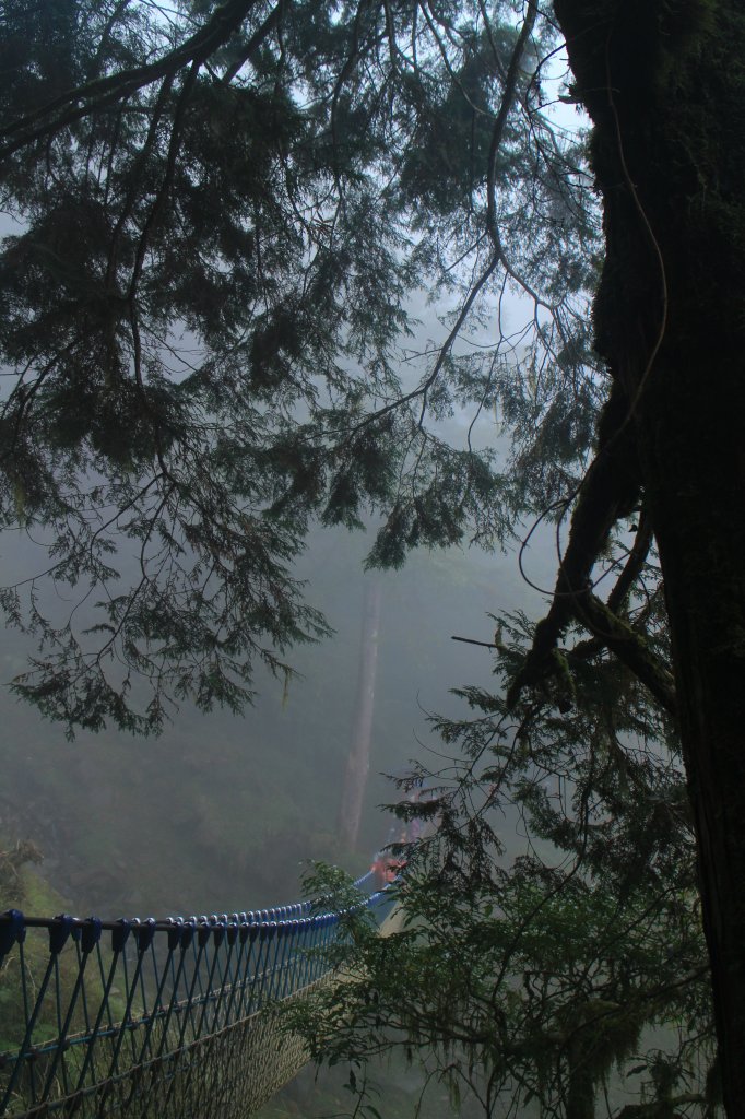 太平山見晴古道霧景濛濛 20181117_469415