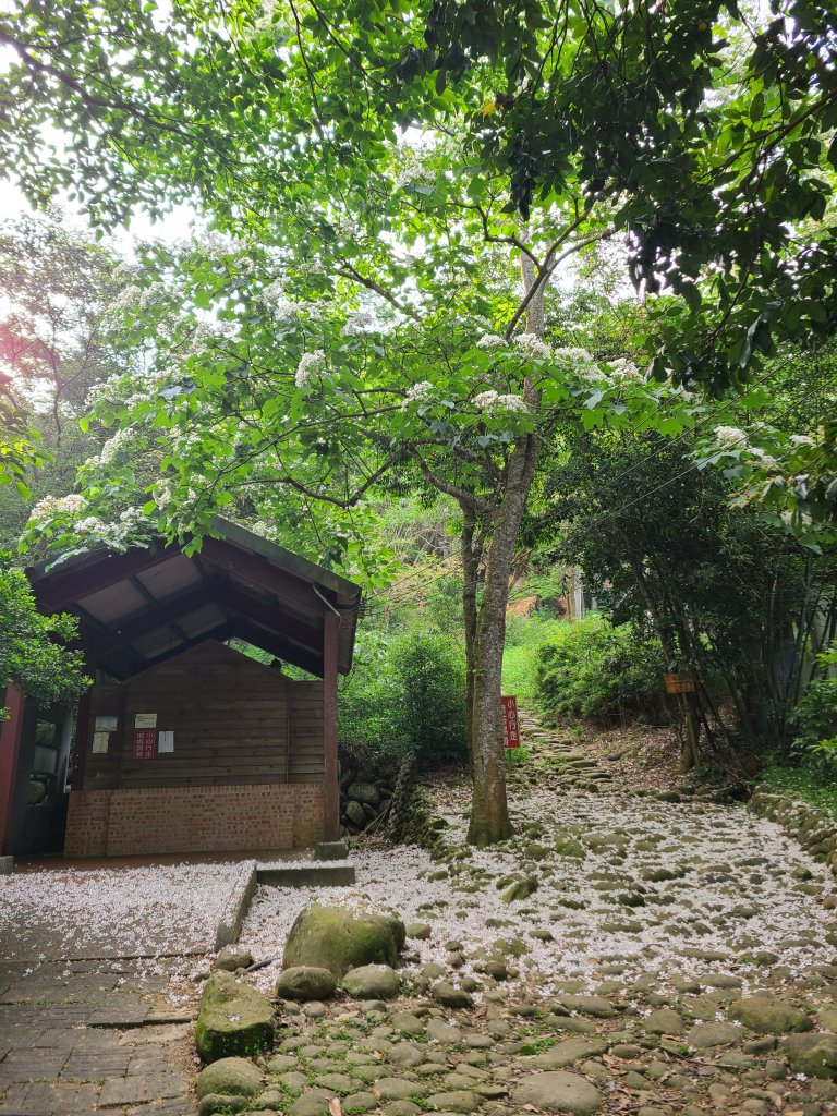 挑炭古道(三通嶺古道)+慈濟山步道封面圖