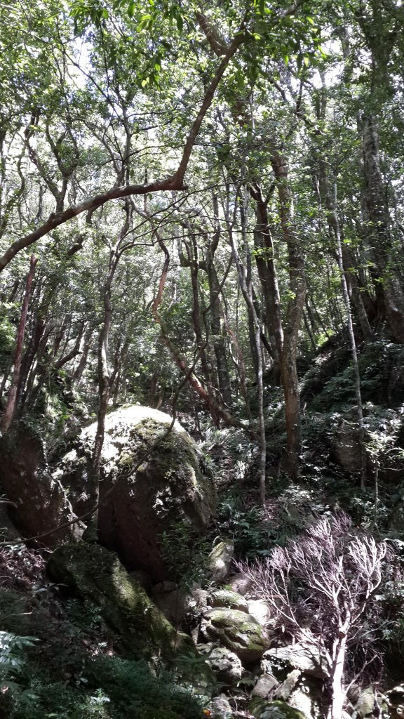 20190912 從雲森瀑布登樂佩山_679430