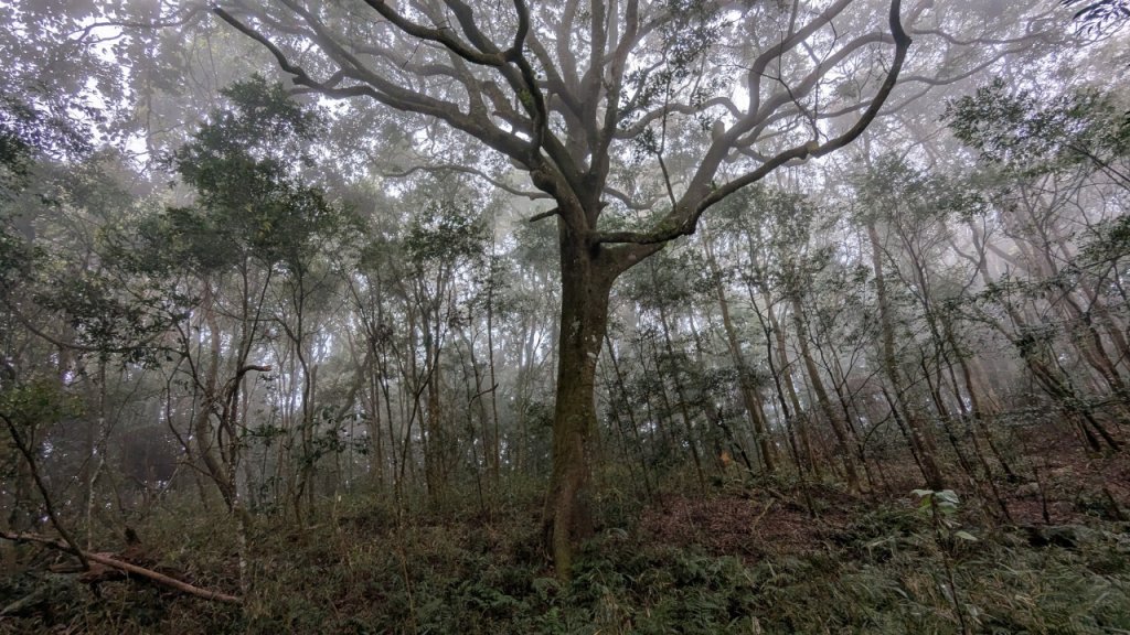 橫龍山、橫龍古道封面圖