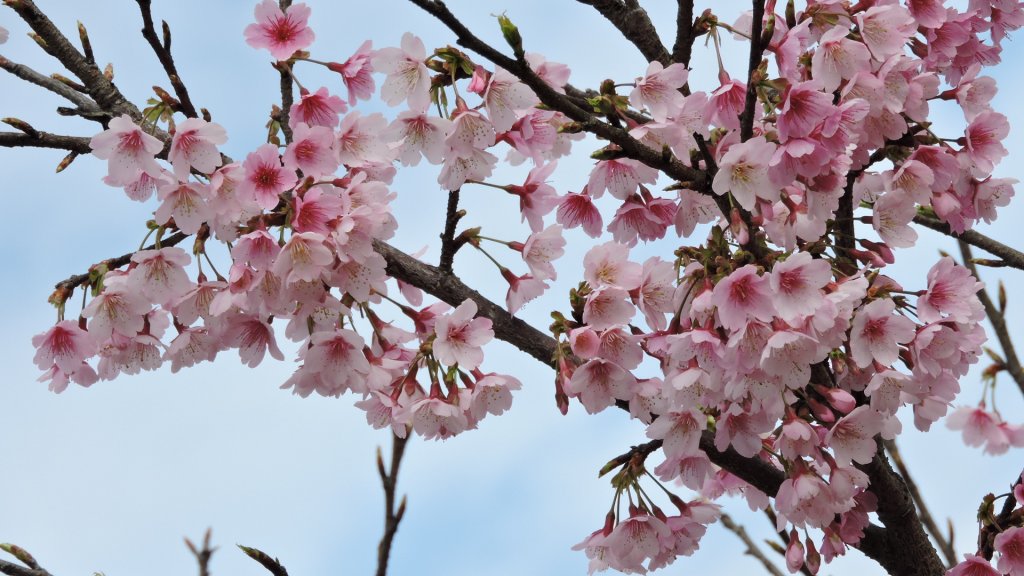 花花世界_1244629