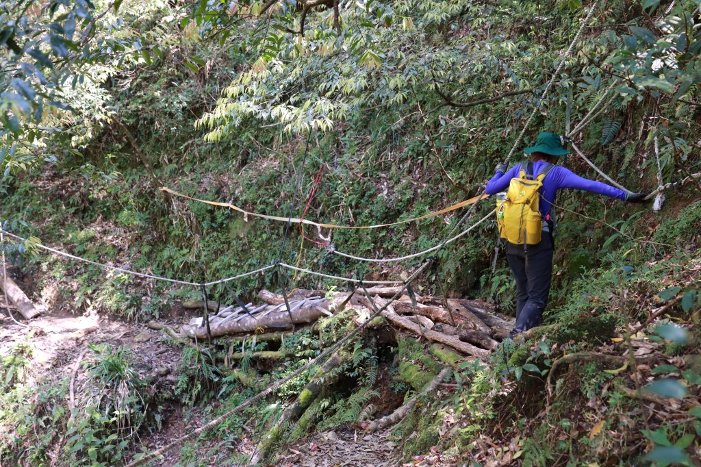 北插山腳散步之赫威神木群_2757685