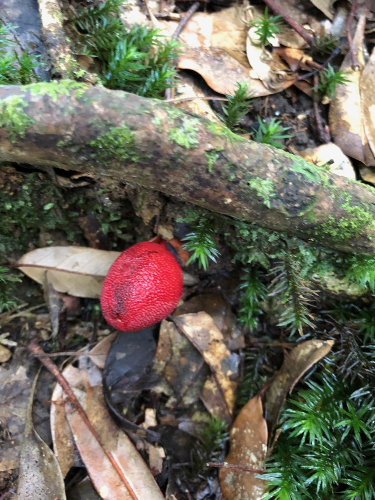 一魚多吃的高島縱走  帶孩子享受攀爬的_452374