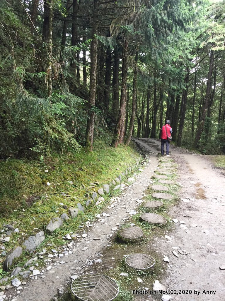 無雨無霧的宜蘭山毛櫸步道_1157115