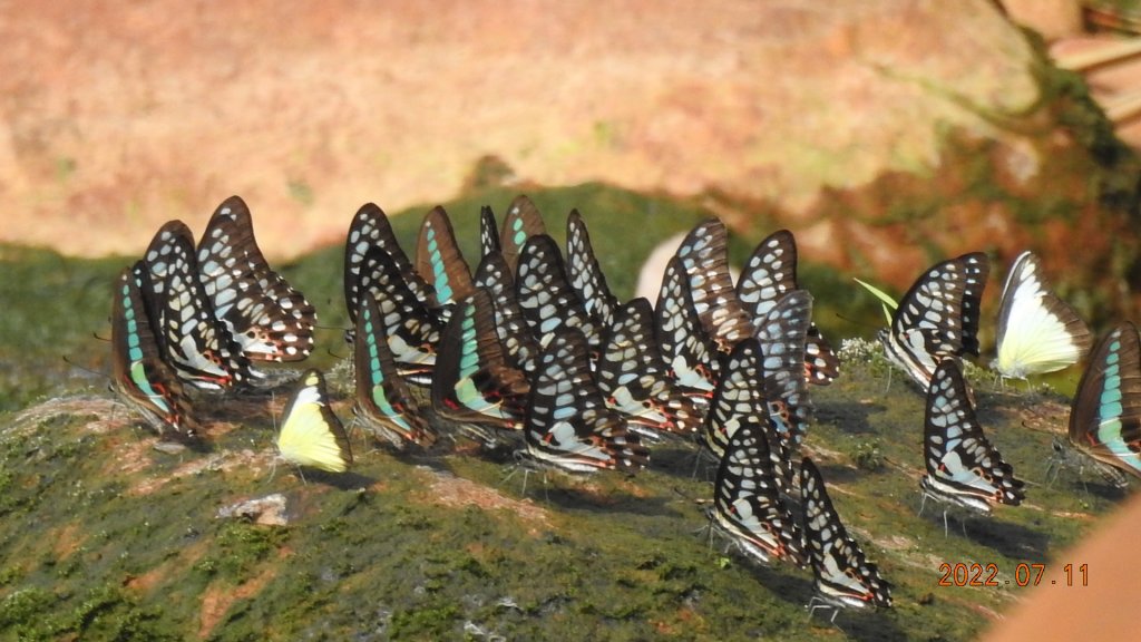 雲山水花鳥蝶 - 天龍國阿伯的日常 7/8&11_1760699