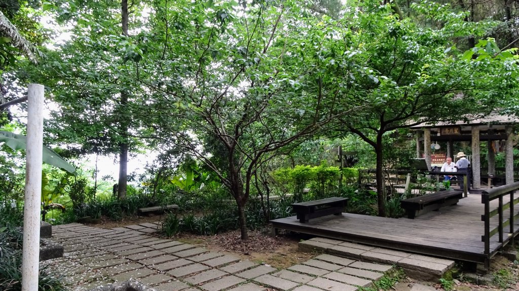 土城有桐花_2140716