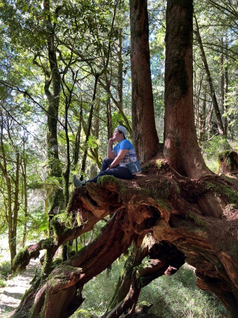 阿里山祝山日出，塔山步道，眠月線_1776746